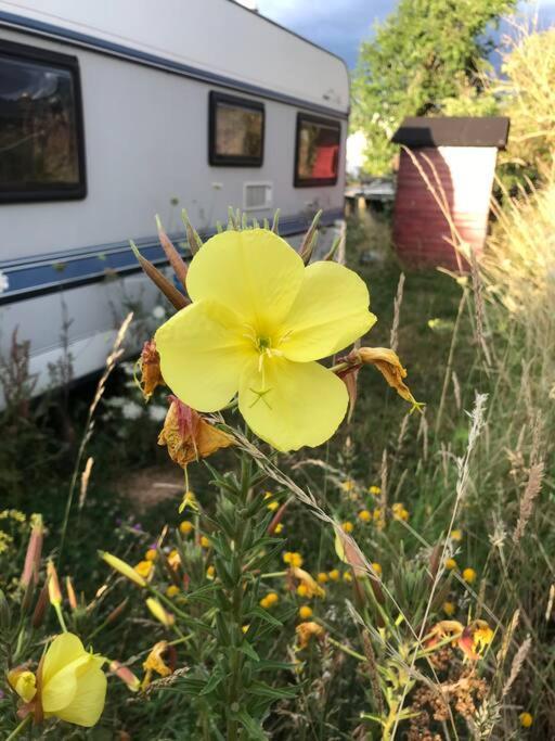 Villa Tiny House Anneliese Hunde Okay Oberbettingen Exterior foto